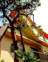 パインフラット